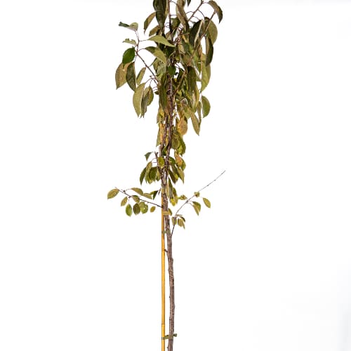 Дюк Краса Севера купить во Владимире