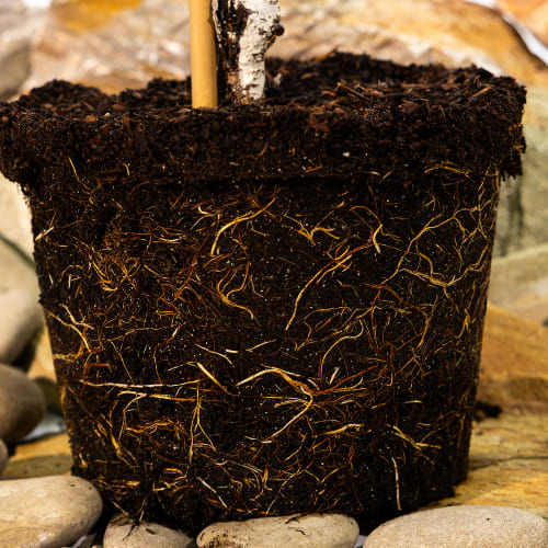 Дюк Краса Севера купить во Владимире