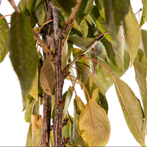 Дюк Краса Севера купить во Владимире