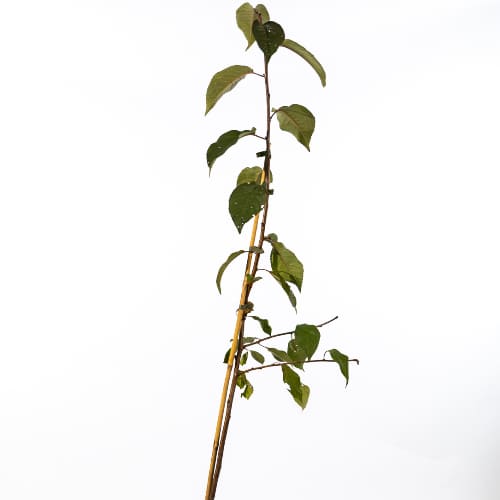 Дюк Превосходное Веньяминова купить во Владимире