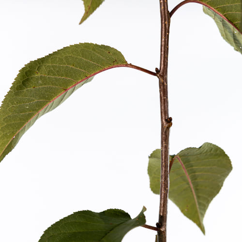 Дюк Превосходное Веньяминова купить во Владимире