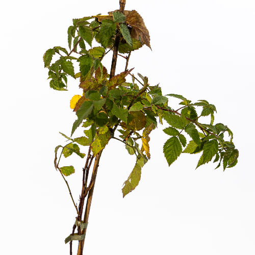 Ежевика Блэк Бьюти купить во Владимире