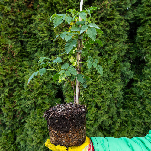 Ежевика Карака Блэк купить в Нижнем Новгороде