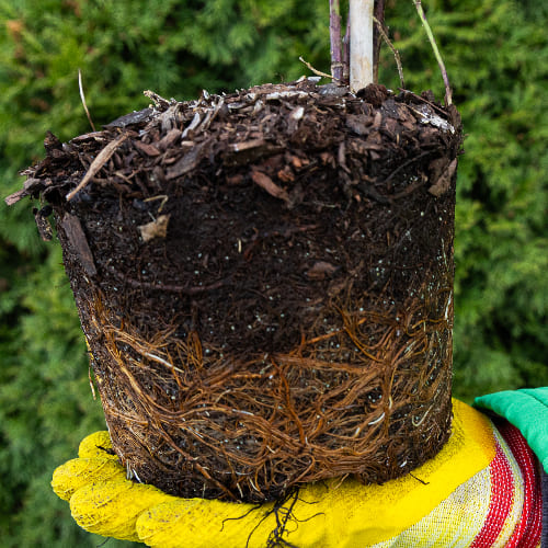 Ежевика Карака Блэк купить в Нижнем Новгороде