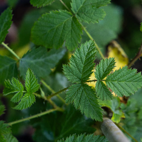 Ежевика Карака Блэк купить в Нижнем Новгороде