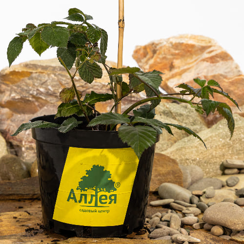 Ежевика Навахо купить в Нижнем Новгороде