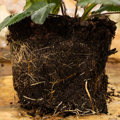 Ежевика Навахо купить в Нижнем Новгороде