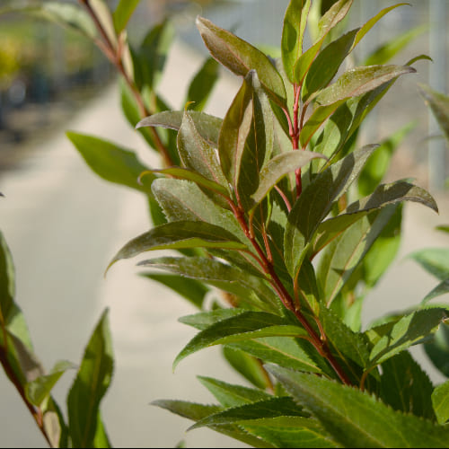 Форзиция средняя Спектабилис купить во Владимире