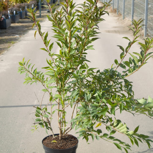 Форзиция средняя Спектабилис купить во Владимире