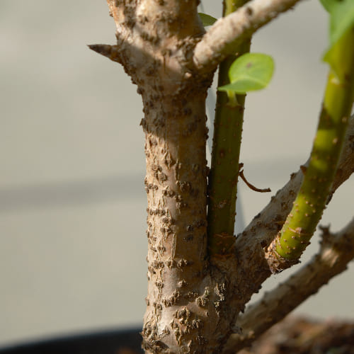Форзиция средняя Спектабилис купить во Владимире