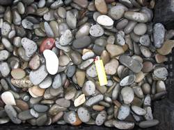 Галька природная МОРСКАЯ ЧЕРНАЯ купить во Владимире