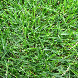 Рулонный газон Стандартный купить во Владимире