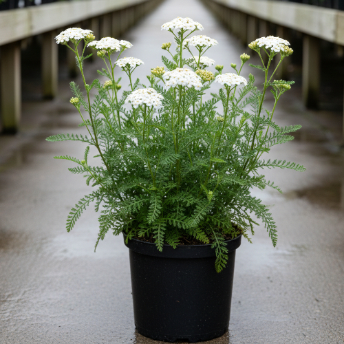 Гинкго-билоба купить во Владимире