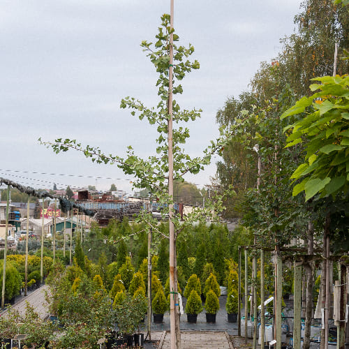 Гинкго-билоба купить во Владимире
