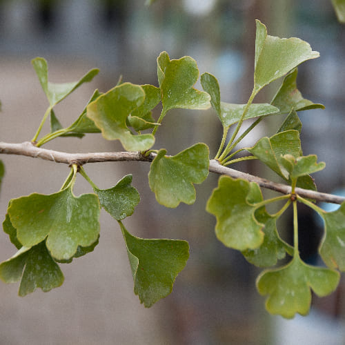 Гинкго-билоба купить во Владимире