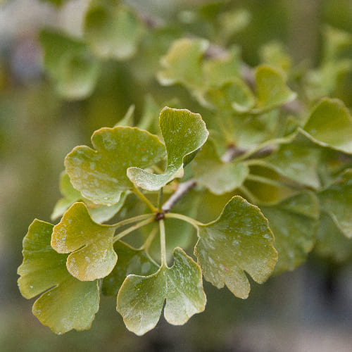Гинкго-билоба купить во Владимире