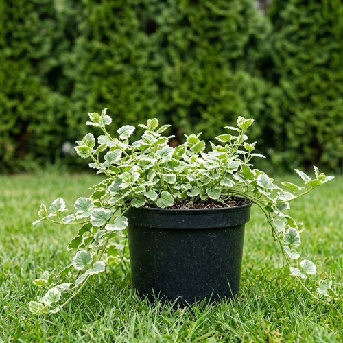 Будра плющевидная Variegata купить в Йошкар-Оле