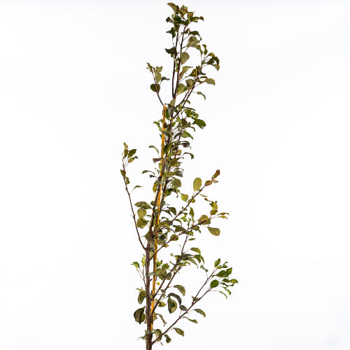 Груша Аллегро купить во Владимире