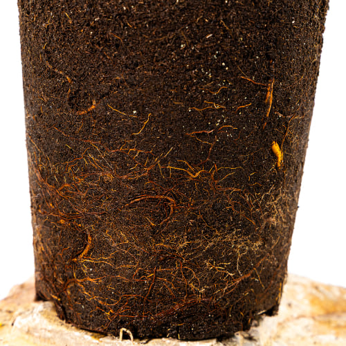 Груша Аллегро купить во Владимире