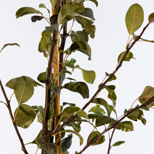 Груша Аллегро купить во Владимире