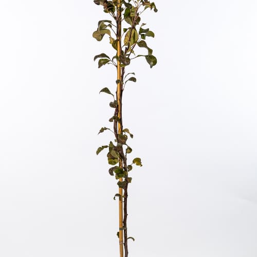 Груша Августовская роса купить во Владимире