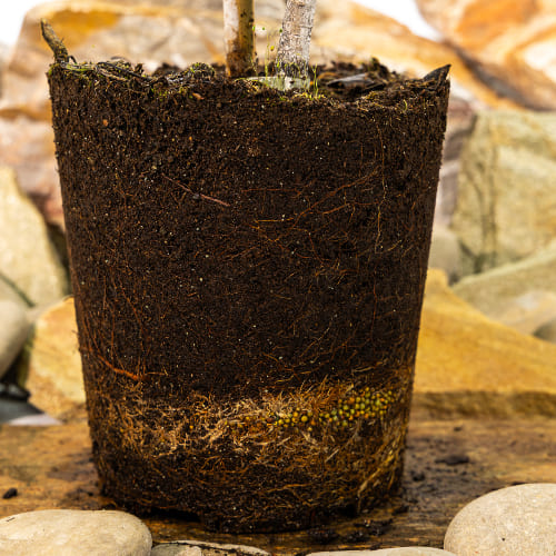 Груша Августовская роса купить во Владимире