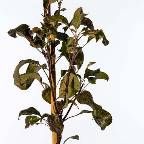 Груша Августовская роса купить во Владимире