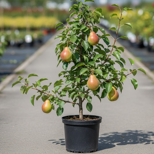Груша Брянский сувенир купить во Владимире