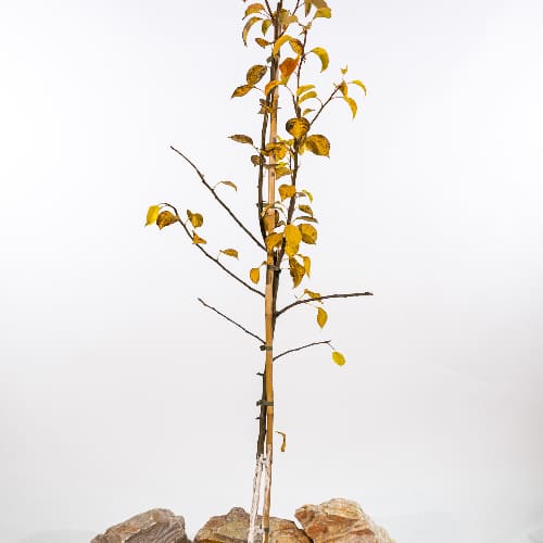 Груша Чижовская купить в Нижнем Новгороде