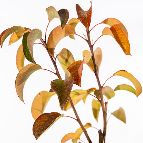 Груша Чижовская купить в Нижнем Новгороде