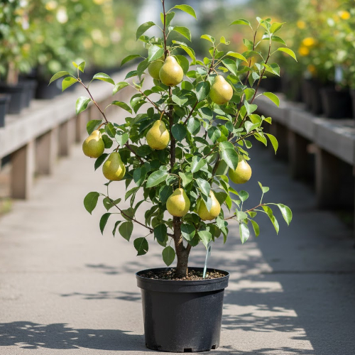 Груша Даренка купить во Владимире