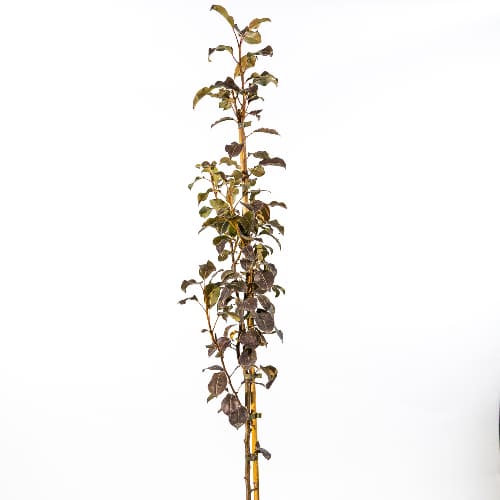 Груша Даренка купить во Владимире