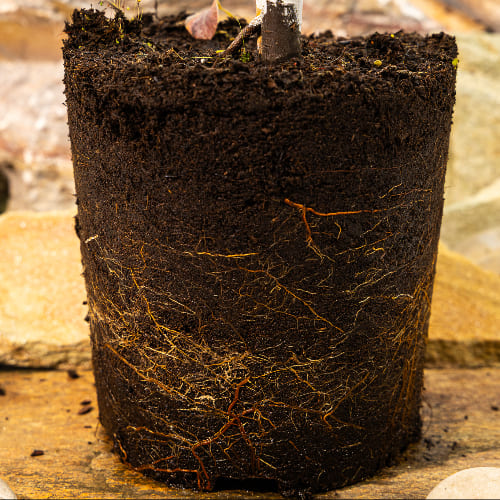 Груша Даренка купить во Владимире