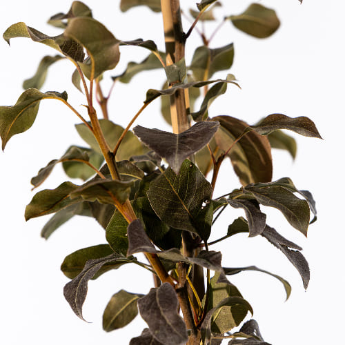 Груша Даренка купить во Владимире