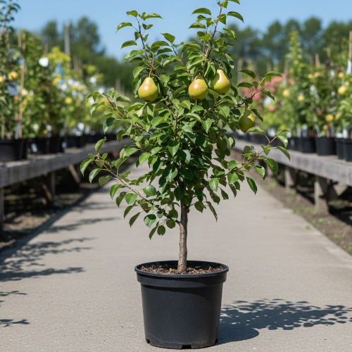 Груша Десертная россошанская купить во Владимире