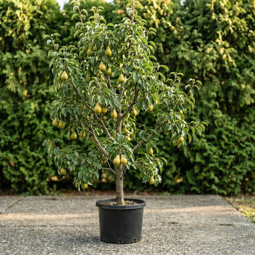 Груша Детская купить во Владимире