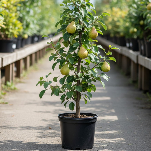 Груша Дюймовочка купить во Владимире