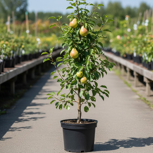Груша Кафедральная купить во Владимире