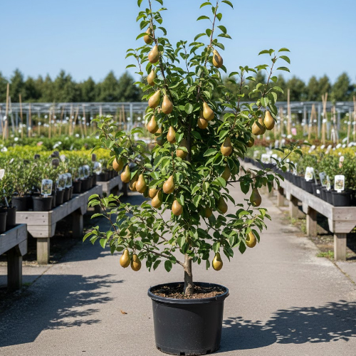 Груша Конференция купить во Владимире