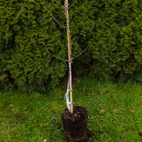 Груша Лада купить в Нижнем Новгороде