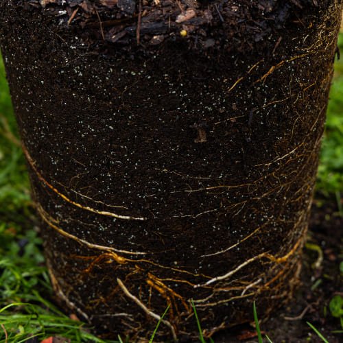 Груша Лада купить в Нижнем Новгороде