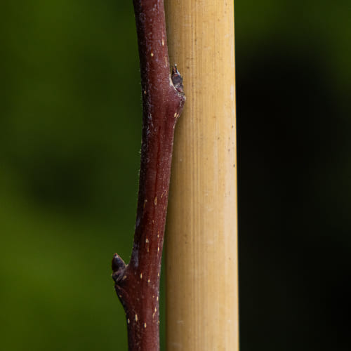 Груша Лада купить в Нижнем Новгороде