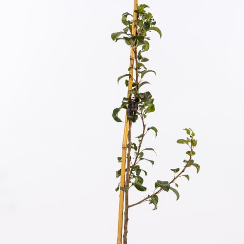 Груша Лада купить в Нижнем Новгороде