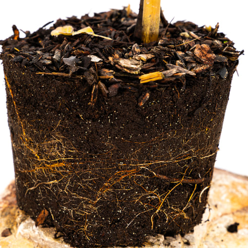 Груша Лада купить в Нижнем Новгороде