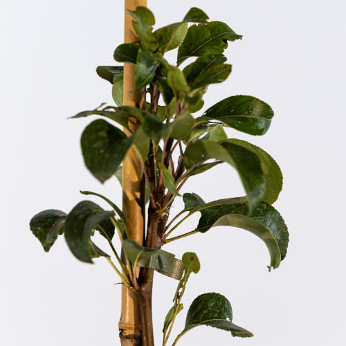 Груша Лада купить в Нижнем Новгороде