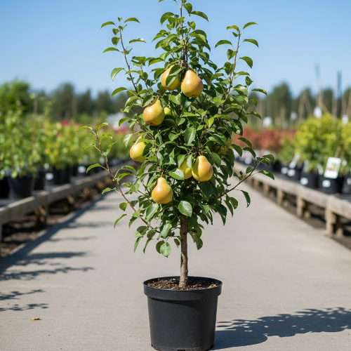 Груша Любимица Яковлева купить во Владимире