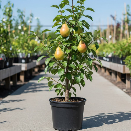 Груша Москвичка купить в Нижнем Новгороде