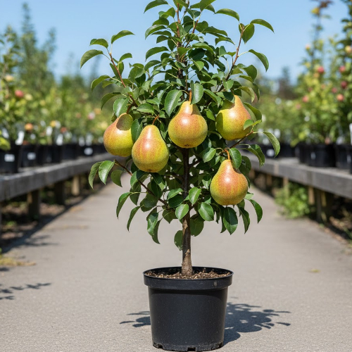 Груша Мраморная купить во Владимире