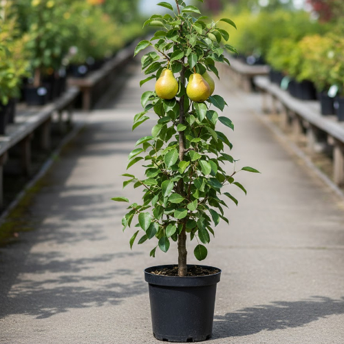 Груша Осенняя Яковлева купить во Владимире