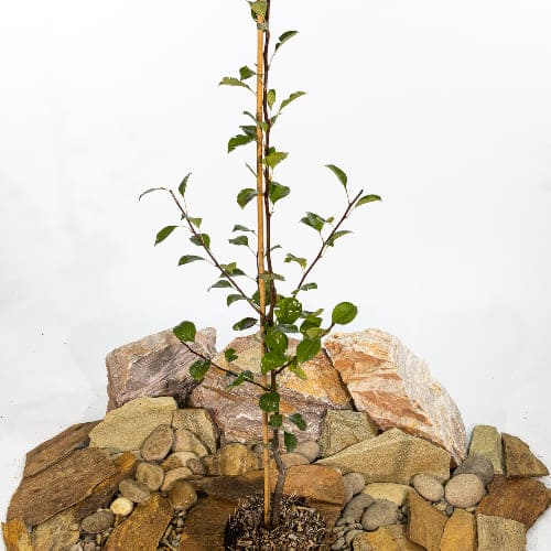 Груша Осенняя Яковлева купить во Владимире